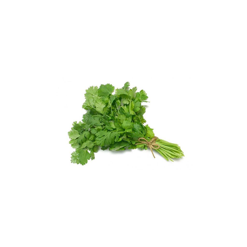 CILANTRO PLASTIC