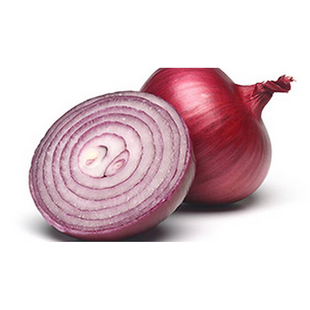 ONION SPANISH