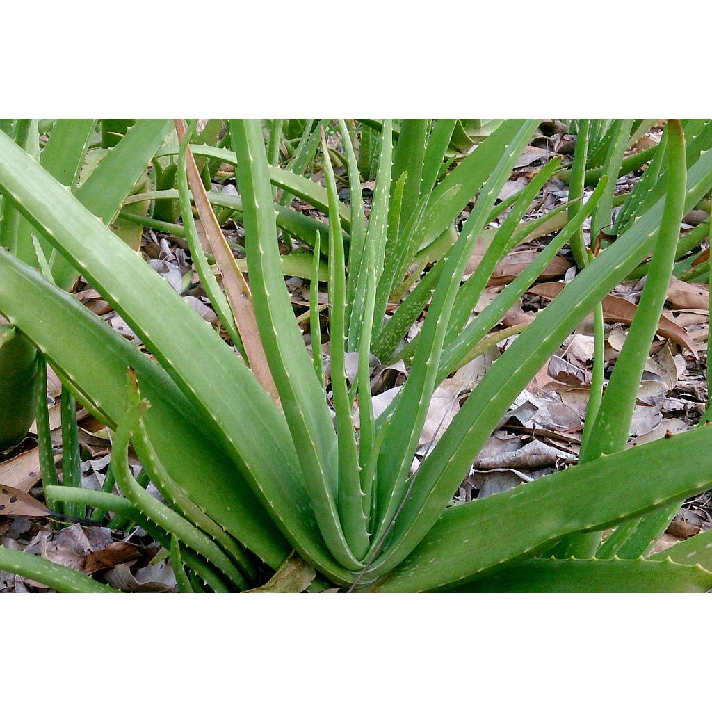PETRICOLA ALOE VERA